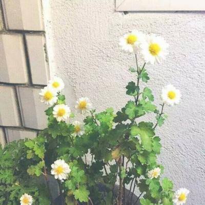大圣传说游戏下载